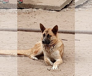Marla - Female Gerberian Shepsky Dog for Adoption - Photo #4