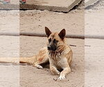 Small #3 Gerberian Shepsky