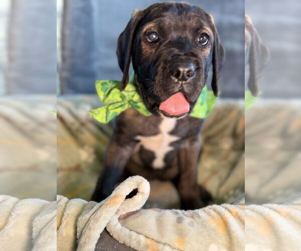 Medium Photo #3 Mutt Puppy For Sale in Goodyear, AZ, USA