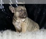 Small #7 French Bulldog