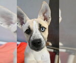 Small #1 Siberian Husky Mix