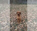 Small Photo #3 Coonhound-Unknown Mix Puppy For Sale in Overland Park, KS, USA
