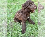 Puppy Puppy 3 Goldendoodle