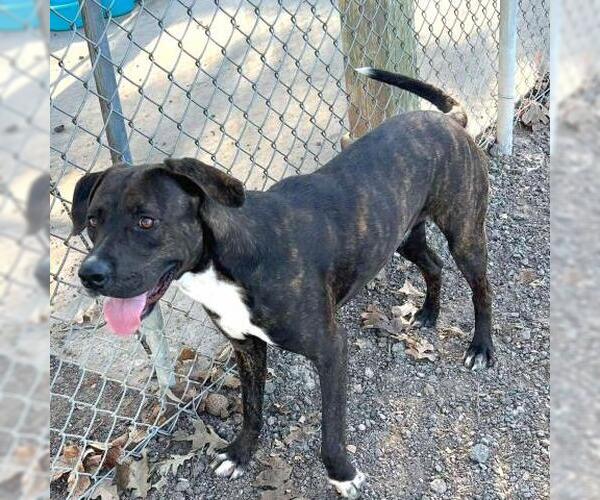 Medium Photo #2 Boxador Puppy For Sale in Conroe, TX, USA