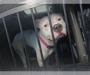 American Staffordshire Terrier Dogs for adoption in Fort Lauderdale, FL, USA
