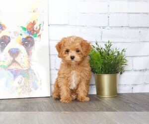 Poochon Puppy for sale in RED LION, PA, USA