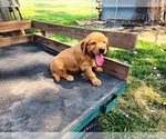 Small #1 Golden Retriever