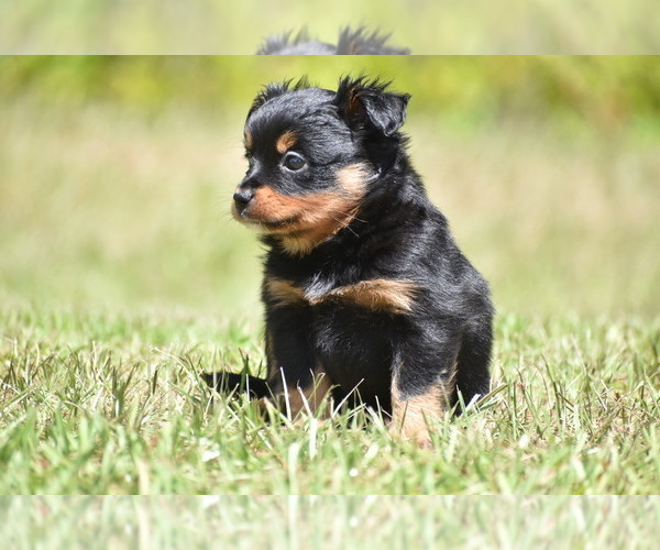 Medium Photo #5 Miniature American Shepherd Puppy For Sale in PALM COAST, FL, USA