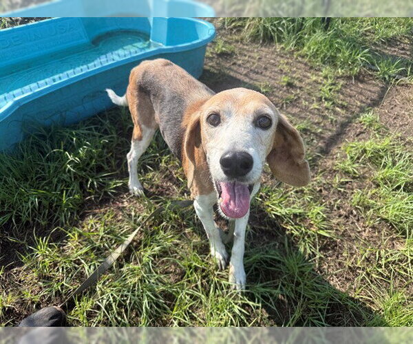 Medium Photo #2 Treeing Walker Coonhound Puppy For Sale in Ocala, FL, USA