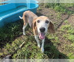 Small #1 Treeing Walker Coonhound
