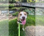 Small #1 American Pit Bull Terrier-Beagle Mix