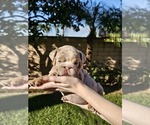 Small Photo #20 Bulldog Puppy For Sale in RIVERSIDE, CA, USA