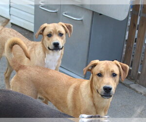 Simon - ADOPTION PENDING!!! - Male Boxer-Unknown Mix Dog for Adoption - Photo #2