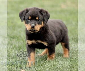 Rottweiler Puppy for sale in CHRISTIANA, PA, USA