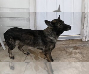 Mutt Dogs for adoption in Pasadena, TX, USA
