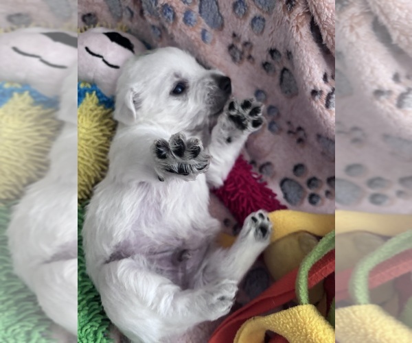 Medium Photo #3 West Highland White Terrier Puppy For Sale in RADCLIFF, KY, USA