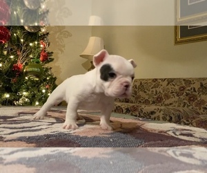 French Bulldog Puppy for sale in FORESTVILLE, CA, USA