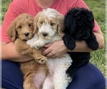 Small #6 Labradoodle