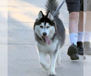 Norma - Female Siberian Husky Dog for Adoption - Photo #2