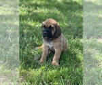 Small Photo #4 Bloodhound-Mastiff Mix Puppy For Sale in COLCORD, OK, USA