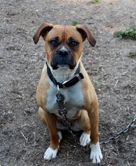 Boxer Dogs for adoption in LIMESTONE, TN, USA