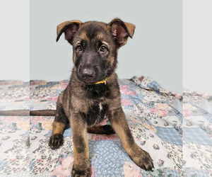 German Shepherd Dog Dogs for adoption in Gretna, NE, USA