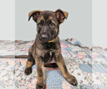 Small German Shepherd Dog
