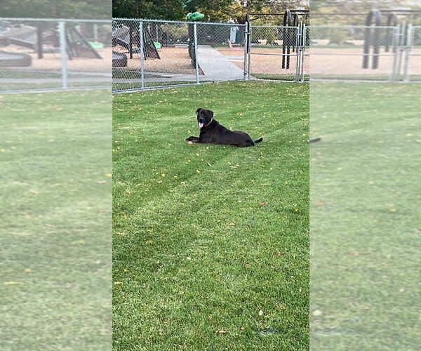 Medium Photo #6 Labrottie Puppy For Sale in Salt Lake City, UT, USA
