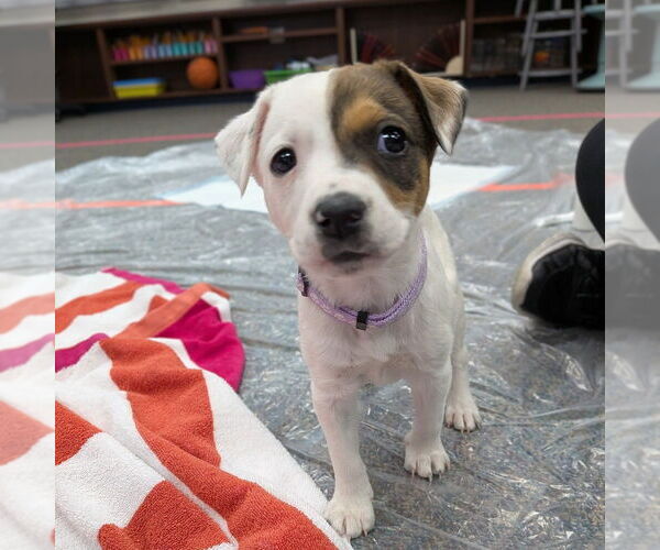 Medium Photo #3 Mutt Puppy For Sale in Vail, AZ, USA