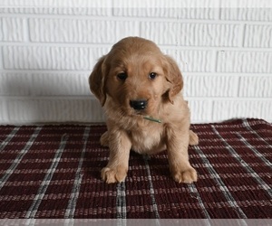 Golden Retriever Puppy for sale in MILLERSBURG, OH, USA