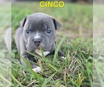 Puppy CINCO American Bully