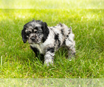 Small Photo #21 Cocker Spaniel Puppy For Sale in NAPPANEE, IN, USA