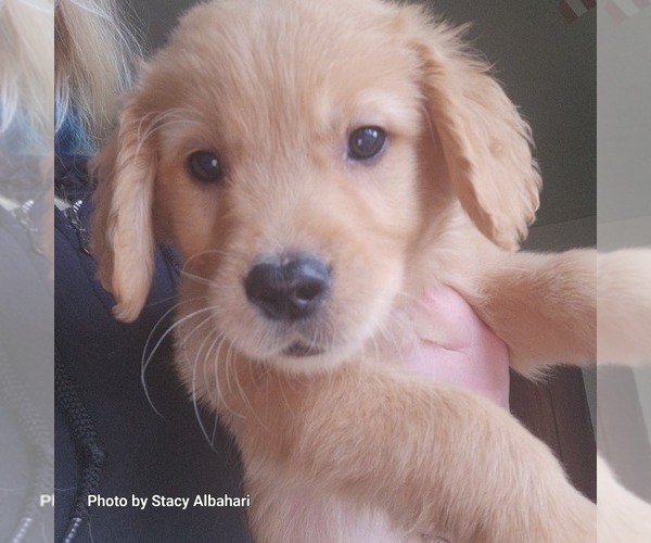 Medium Photo #11 Golden Retriever Puppy For Sale in BATH, NY, USA