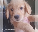 Small Photo #11 Golden Retriever Puppy For Sale in BATH, NY, USA