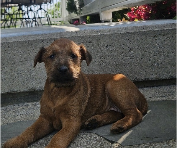 Medium Photo #5 Irish Terrier Puppy For Sale in WATERLOO, NY, USA