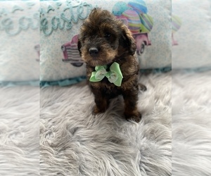 Australian Shepherd-Poodle (Toy) Mix Puppy for sale in BEECH GROVE, IN, USA