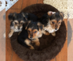 Small Photo #1 Morkie Puppy For Sale in NEW PORT RICHEY, FL, USA