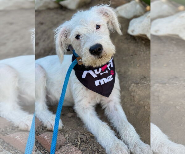 Medium Photo #3 Mutt Puppy For Sale in Newport Beach, CA, USA