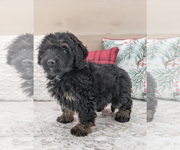Medium Photo #2 Miniature Bernedoodle Puppy For Sale in NORTH LAWRENCE, OH, USA