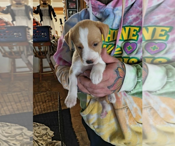 Medium Photo #3 Jack Chi Puppy For Sale in MINNEOLA, FL, USA