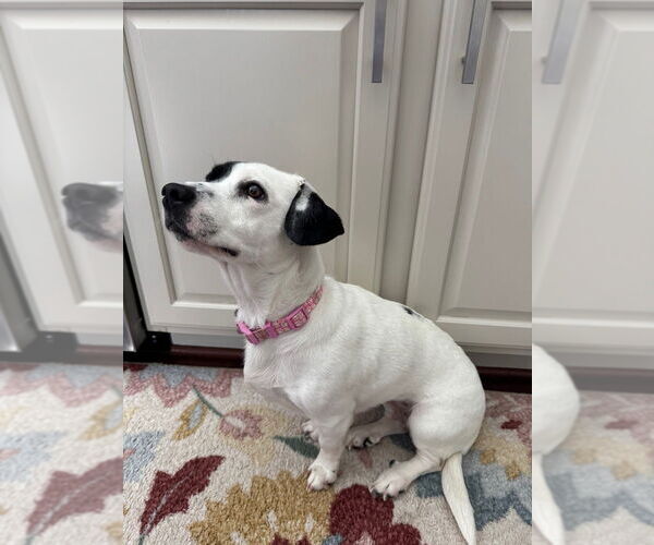 Medium Photo #6 Mutt Puppy For Sale in Greenbelt, MD, USA