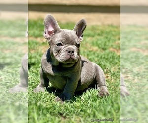 French Bulldog Puppy for sale in OJAI, CA, USA
