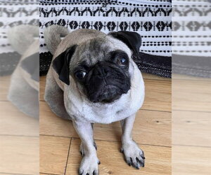 Pug Dogs for adoption in Burbank, CA, USA