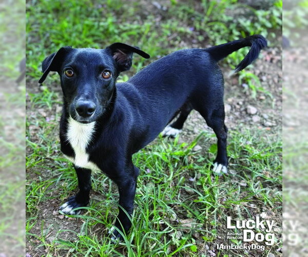 Medium Photo #4 Mutt Puppy For Sale in Washington, DC, USA