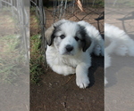 Small #4 Great Pyrenees