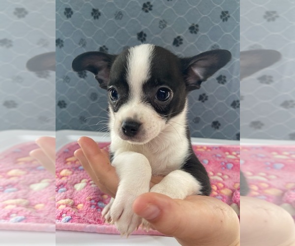 Medium Photo #3 Chihuahua Puppy For Sale in MARION, VA, USA