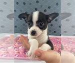 Small #2 Chihuahua