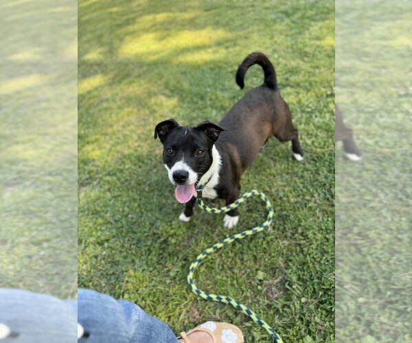 Medium Photo #2 Unknown-Welsh Corgi Mix Puppy For Sale in Conway, AR, USA