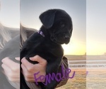 Small Photo #4 Labrador Retriever Puppy For Sale in FALLS CITY, NE, USA
