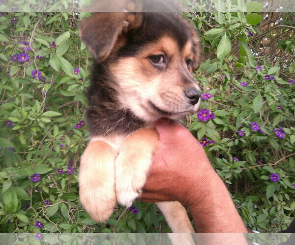 Medium Photo #1 Dachsador Puppy For Sale in San Diego, CA, USA